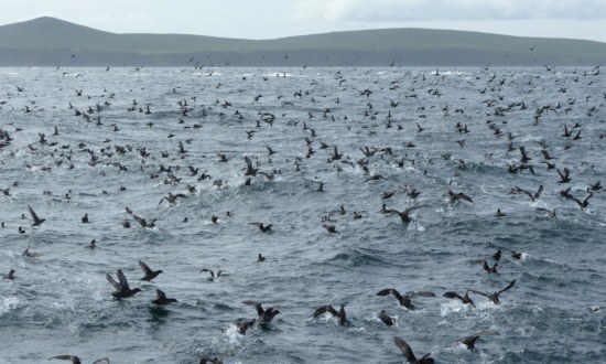 Oiseaux migrateurs au large de l'île Kodiak