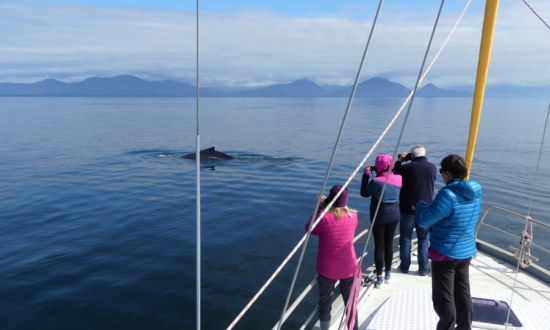 Baleine à bosse au large de Kodiak