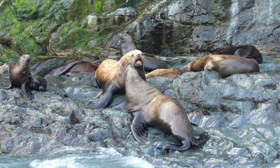 Famille de lions de mer à Prince William Sound